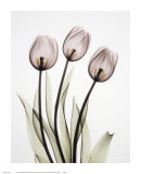 Tulipa I