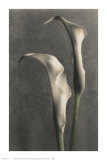 Buy Two Lilies II at AllPosters.com