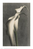 Buy Two Lilies I at AllPosters.com