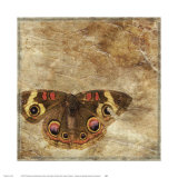 Buy Moth at AllPosters.com
