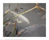 Buy White Coy I at AllPosters.com