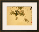 Buy Gourds at AllPosters.com