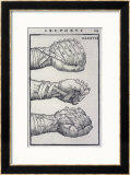 Buy Detailed Views of a Roman Cestus a Leather Glove Used in Ancient Boxing at AllPosters.com