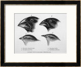 Buy Finches from the Galapagos Islands Observed by Darwin at AllPosters.com
