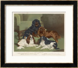 Four King Charles Spaniels One of Each Colour: 1. Blenheim 2. Black and Tan 3. Ruby 4. Tricolour