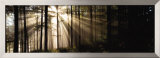 Buy Sunlight Streaming Through Forest at AllPosters.com