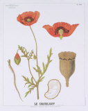 Buy The Poppy Teaching Chart at AllPosters.com