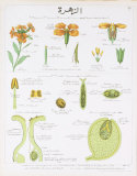 Buy La Giroflee Teaching Chart at AllPosters.com