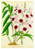 Buy Orquideas III at AllPosters.com