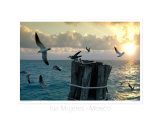 Birds, Isla Mujeres, Mexico