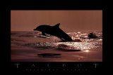 Delphinus Delphis Art Print