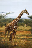 Giraffe and Baby