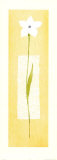 Buy White Starflower on Papyrus at AllPosters.com