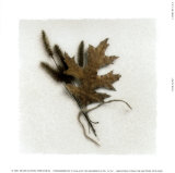 Buy Oak Leaf at AllPosters.com