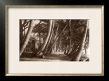 Coconut Lane, Waikiki, Hawaii, 1916