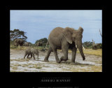 African Elephant and Calf