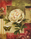 Peony and Butterfly