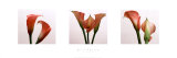 Three Lilies