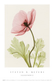 Buy Iceland Poppy II at AllPosters.com