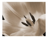 Buy Tulip at AllPosters.com