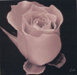 Buy Rose at AllPosters.com