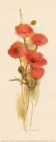 Crimson Poppy