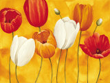 Festa di Tulipani