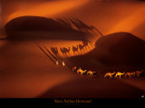 Buy Dromedary Caravan near Nouakchott, Mauritania at AllPosters.com