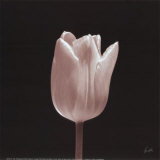 Buy Tulip at AllPosters.com