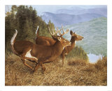 Running Deer