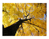 Golden Tree on an Autumn day in NYC