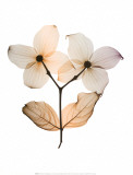 Dogwood I