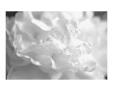 Black and White Peonies