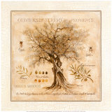 Oliviers de Saint Remy de Provence