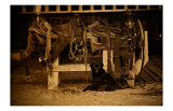 Buy Saddles Bits and Pup at AllPosters.com
