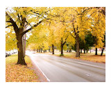 NYC Autumn Street of Gold