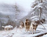 Buy Search for Survival at AllPosters.com