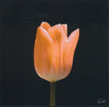 Buy Tulip at AllPosters.com