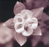 Buy Colombine at AllPosters.com