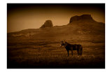 Buy Two Horse Companion at AllPosters.com