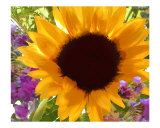 Buy Sunshine Sunflower at AllPosters.com