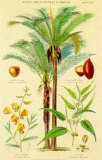 Buy Plants Used in Clothing at AllPosters.com