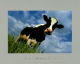 Buy The Cow at AllPosters.com