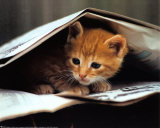 Buy Smart Cat at AllPosters.com