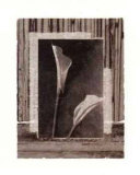 Buy Lily Collage at AllPosters.com