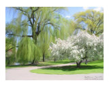 White Willow