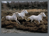 Equus, Camargue, France