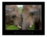 Affectionate African Elephants