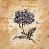 Buy Hydrangea at AllPosters.com