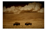 Buy Buffalo Sky at AllPosters.com